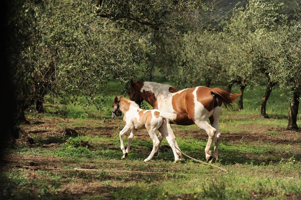 Agriturismo Frantoio Mafrica Limbadi 外观 照片