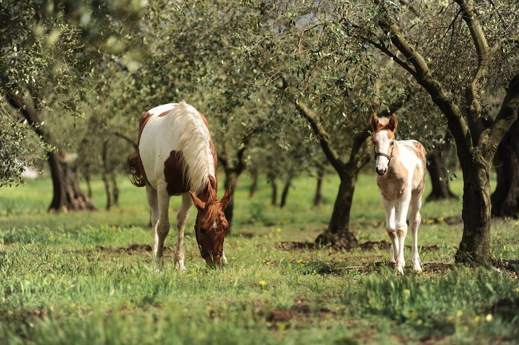 Agriturismo Frantoio Mafrica Limbadi 外观 照片
