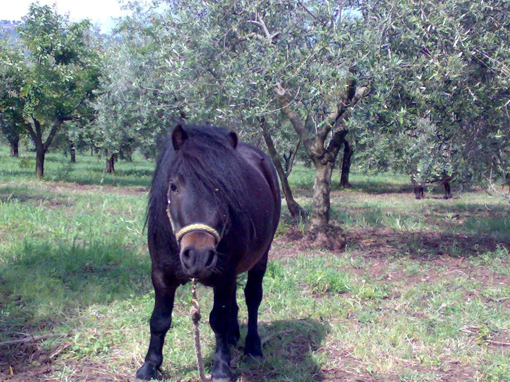 Agriturismo Frantoio Mafrica Limbadi 外观 照片